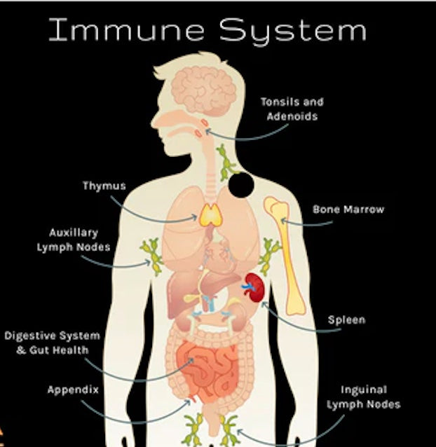 Cannabis and Immunity: Understanding the Potential Connection