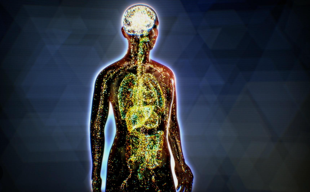 The Endocannabinoid System: Your Body's Hidden Wellness Network