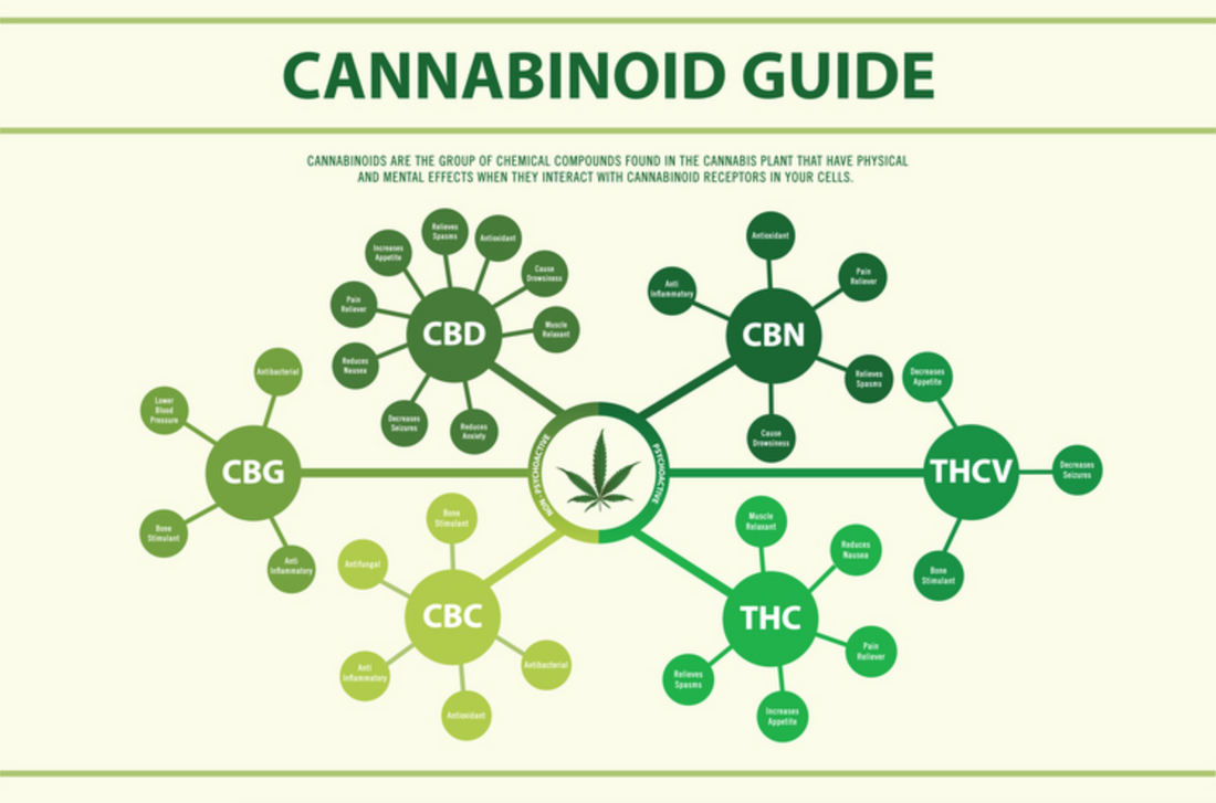 Beyond CBD and THC: Exploring the Lesser-Known Cannabinoids