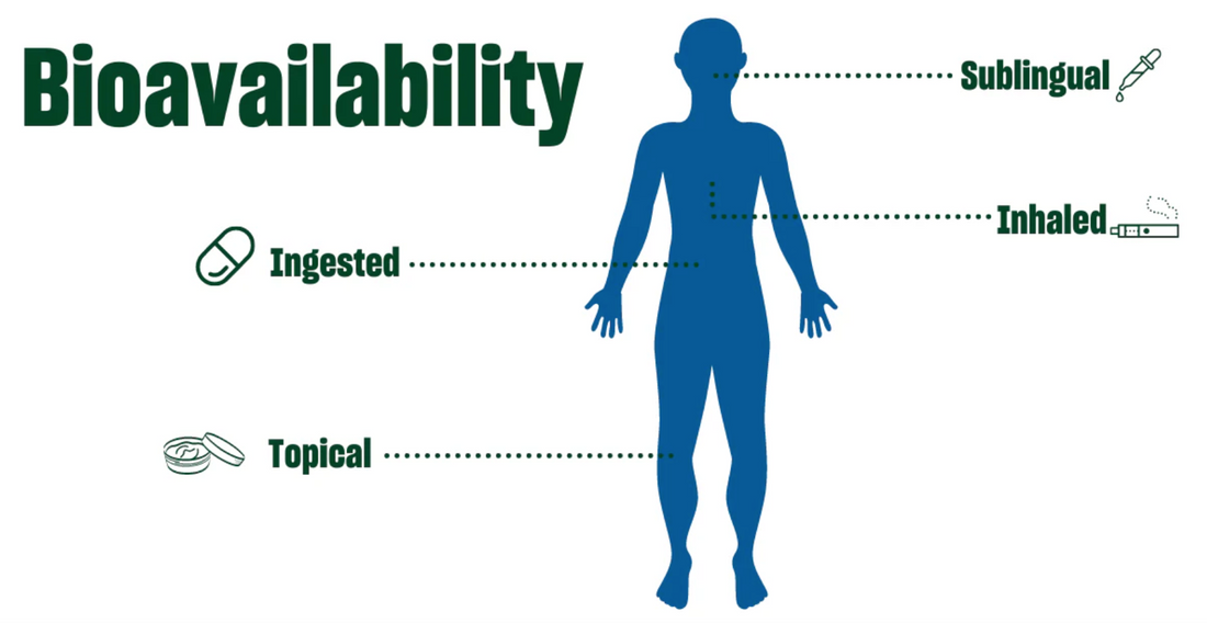 The Science of Bioavailability: Maximizing Your Cannabis Experience