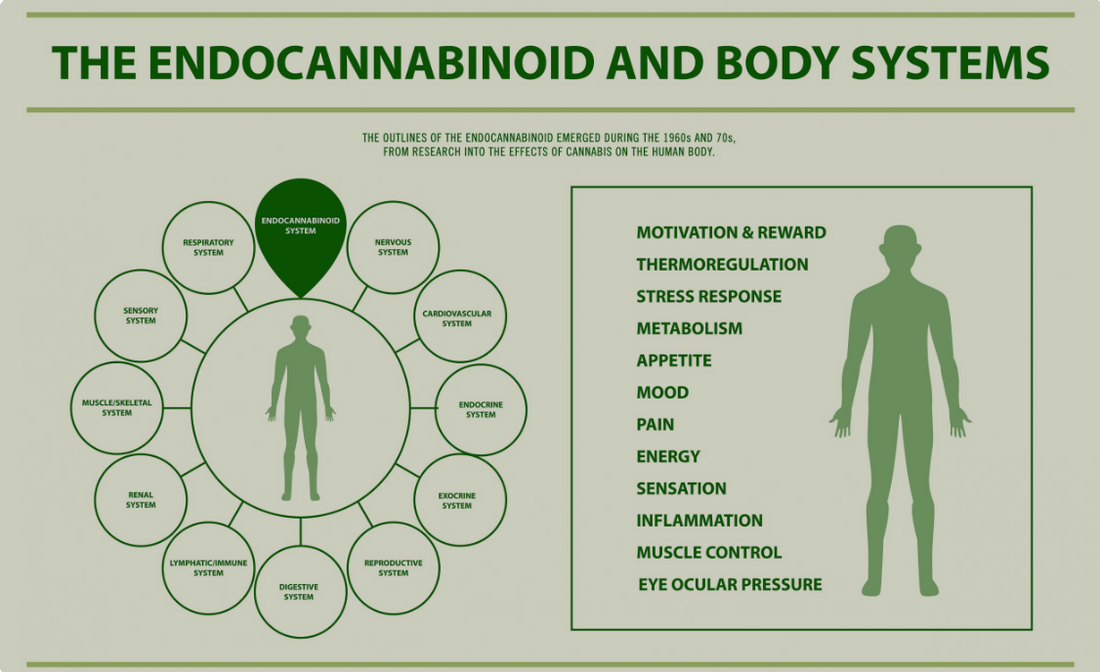 Understanding the Complex Dance: Cannabinoids, Metabolism, and Energy Balance